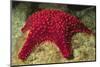 Panamic Cushion Star-Hal Beral-Mounted Photographic Print