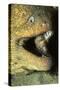 Panamic Green Moray Eel Cleaned by Banded Cleaner Gobys-Hal Beral-Stretched Canvas