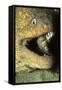 Panamic Green Moray Eel Cleaned by Banded Cleaner Gobys-Hal Beral-Framed Stretched Canvas