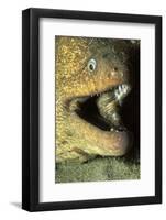 Panamic Green Moray Eel Cleaned by Banded Cleaner Gobys-Hal Beral-Framed Photographic Print