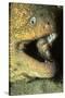 Panamic Green Moray Eel Cleaned by Banded Cleaner Gobys-Hal Beral-Stretched Canvas