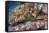 Panamic Green Moray Eel (Gymnothorax Castaneus)-Reinhard Dirscherl-Framed Stretched Canvas