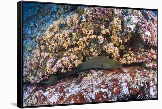 Panamic Green Moray Eel (Gymnothorax Castaneus)-Reinhard Dirscherl-Framed Stretched Canvas