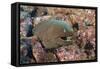 Panamic Green Moray Eel (Gymnothorax Castaneus)-Reinhard Dirscherl-Framed Stretched Canvas