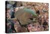 Panamic Green Moray Eel (Gymnothorax Castaneus)-Reinhard Dirscherl-Stretched Canvas