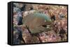 Panamic Green Moray Eel (Gymnothorax Castaneus)-Reinhard Dirscherl-Framed Stretched Canvas