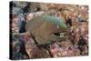 Panamic Green Moray Eel (Gymnothorax Castaneus)-Reinhard Dirscherl-Stretched Canvas