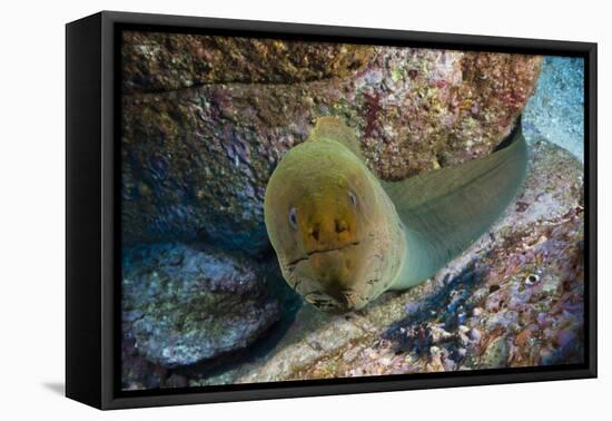 Panamic Green Moray Eel (Gymnothorax Castaneus)-Reinhard Dirscherl-Framed Stretched Canvas