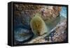 Panamic Green Moray Eel (Gymnothorax Castaneus)-Reinhard Dirscherl-Framed Stretched Canvas