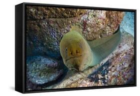 Panamic Green Moray Eel (Gymnothorax Castaneus)-Reinhard Dirscherl-Framed Stretched Canvas