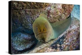 Panamic Green Moray Eel (Gymnothorax Castaneus)-Reinhard Dirscherl-Stretched Canvas