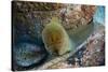 Panamic Green Moray Eel (Gymnothorax Castaneus)-Reinhard Dirscherl-Stretched Canvas