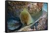 Panamic Green Moray Eel (Gymnothorax Castaneus)-Reinhard Dirscherl-Framed Stretched Canvas