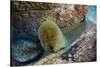 Panamic Green Moray Eel (Gymnothorax Castaneus)-Reinhard Dirscherl-Stretched Canvas
