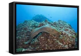 Panamic Green Moray Eel (Gymnothorax Castaneus)-Reinhard Dirscherl-Framed Stretched Canvas