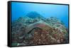 Panamic Green Moray Eel (Gymnothorax Castaneus)-Reinhard Dirscherl-Framed Stretched Canvas