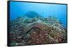 Panamic Green Moray Eel (Gymnothorax Castaneus)-Reinhard Dirscherl-Framed Stretched Canvas