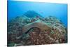 Panamic Green Moray Eel (Gymnothorax Castaneus)-Reinhard Dirscherl-Stretched Canvas