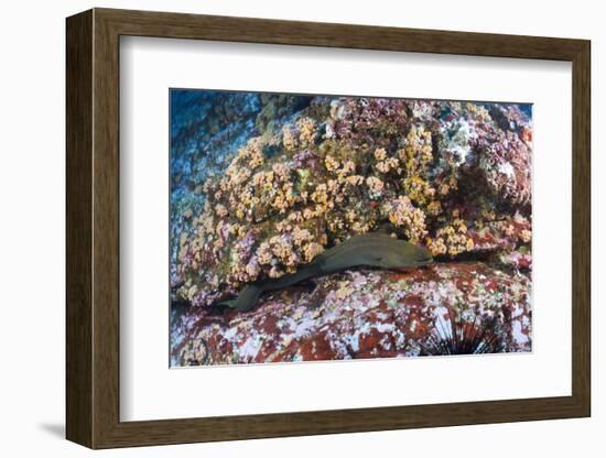 Panamic Green Moray Eel (Gymnothorax Castaneus)-Reinhard Dirscherl-Framed Photographic Print