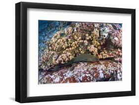 Panamic Green Moray Eel (Gymnothorax Castaneus)-Reinhard Dirscherl-Framed Photographic Print