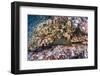 Panamic Green Moray Eel (Gymnothorax Castaneus)-Reinhard Dirscherl-Framed Photographic Print