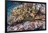 Panamic Green Moray Eel (Gymnothorax Castaneus)-Reinhard Dirscherl-Framed Photographic Print