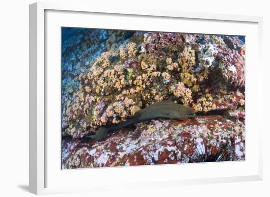 Panamic Green Moray Eel (Gymnothorax Castaneus)-Reinhard Dirscherl-Framed Photographic Print