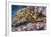 Panamic Green Moray Eel (Gymnothorax Castaneus)-Reinhard Dirscherl-Framed Photographic Print