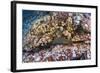 Panamic Green Moray Eel (Gymnothorax Castaneus)-Reinhard Dirscherl-Framed Photographic Print