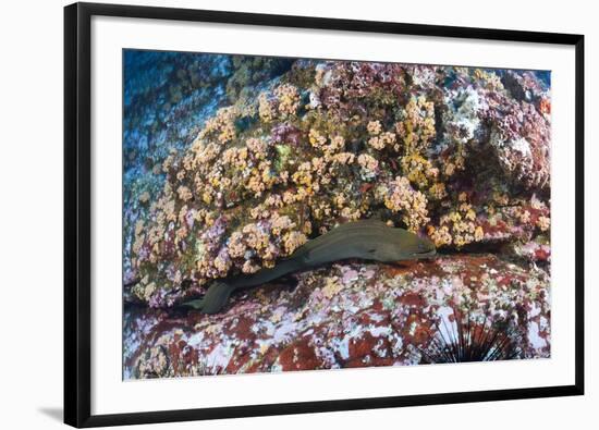 Panamic Green Moray Eel (Gymnothorax Castaneus)-Reinhard Dirscherl-Framed Photographic Print