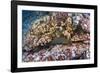 Panamic Green Moray Eel (Gymnothorax Castaneus)-Reinhard Dirscherl-Framed Photographic Print