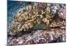 Panamic Green Moray Eel (Gymnothorax Castaneus)-Reinhard Dirscherl-Mounted Photographic Print