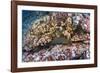 Panamic Green Moray Eel (Gymnothorax Castaneus)-Reinhard Dirscherl-Framed Photographic Print