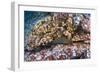 Panamic Green Moray Eel (Gymnothorax Castaneus)-Reinhard Dirscherl-Framed Photographic Print