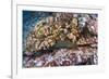 Panamic Green Moray Eel (Gymnothorax Castaneus)-Reinhard Dirscherl-Framed Photographic Print