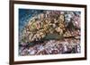 Panamic Green Moray Eel (Gymnothorax Castaneus)-Reinhard Dirscherl-Framed Photographic Print