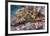 Panamic Green Moray Eel (Gymnothorax Castaneus)-Reinhard Dirscherl-Framed Photographic Print