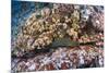 Panamic Green Moray Eel (Gymnothorax Castaneus)-Reinhard Dirscherl-Mounted Photographic Print