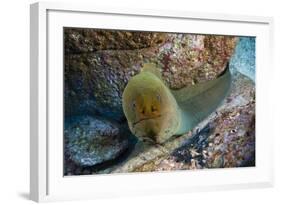 Panamic Green Moray Eel (Gymnothorax Castaneus)-Reinhard Dirscherl-Framed Photographic Print