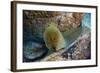 Panamic Green Moray Eel (Gymnothorax Castaneus)-Reinhard Dirscherl-Framed Photographic Print