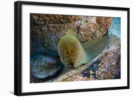 Panamic Green Moray Eel (Gymnothorax Castaneus)-Reinhard Dirscherl-Framed Photographic Print