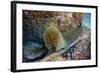 Panamic Green Moray Eel (Gymnothorax Castaneus)-Reinhard Dirscherl-Framed Photographic Print