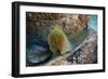 Panamic Green Moray Eel (Gymnothorax Castaneus)-Reinhard Dirscherl-Framed Photographic Print