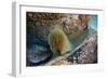 Panamic Green Moray Eel (Gymnothorax Castaneus)-Reinhard Dirscherl-Framed Photographic Print