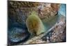 Panamic Green Moray Eel (Gymnothorax Castaneus)-Reinhard Dirscherl-Mounted Photographic Print