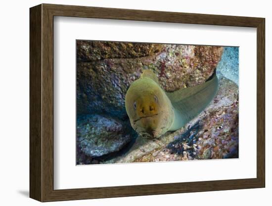 Panamic Green Moray Eel (Gymnothorax Castaneus)-Reinhard Dirscherl-Framed Photographic Print