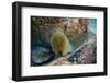 Panamic Green Moray Eel (Gymnothorax Castaneus)-Reinhard Dirscherl-Framed Photographic Print