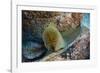 Panamic Green Moray Eel (Gymnothorax Castaneus)-Reinhard Dirscherl-Framed Photographic Print