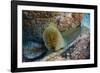 Panamic Green Moray Eel (Gymnothorax Castaneus)-Reinhard Dirscherl-Framed Photographic Print