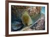 Panamic Green Moray Eel (Gymnothorax Castaneus)-Reinhard Dirscherl-Framed Photographic Print